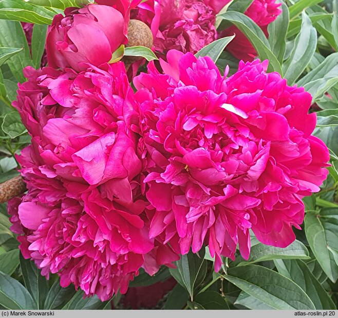 Paeonia lactiflora Tempest