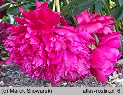 Paeonia lactiflora Tempest