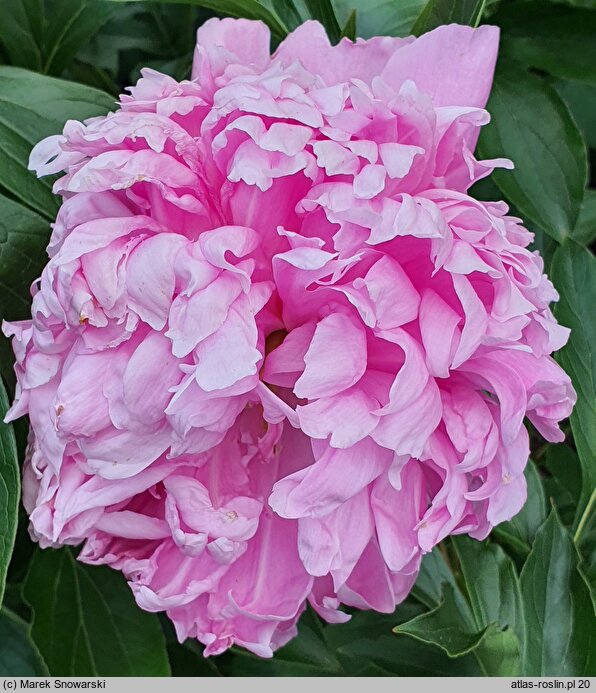 Paeonia lactiflora Thérese