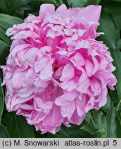 Paeonia lactiflora Thérese