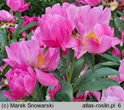 Paeonia lactiflora Thoma