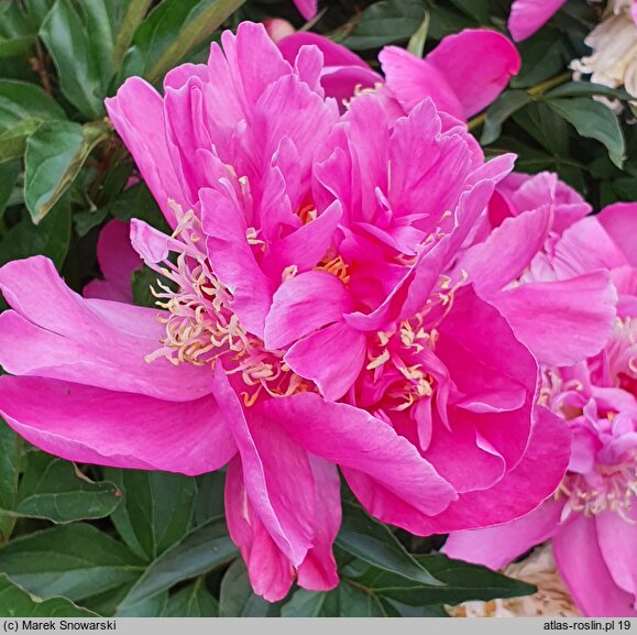 Paeonia lactiflora Torpilleur