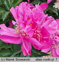Paeonia lactiflora Torpilleur
