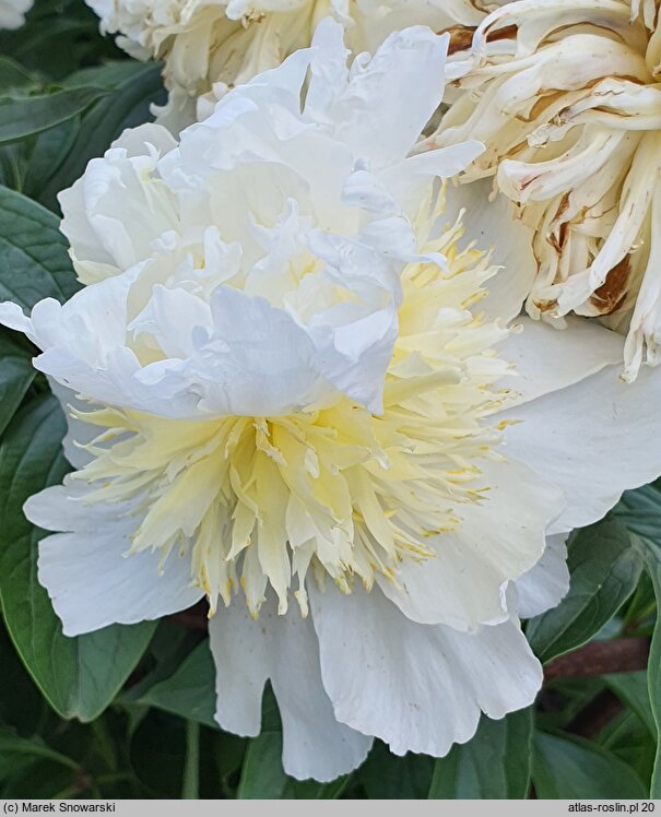 Paeonia lactiflora Top Brass