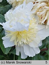 Paeonia lactiflora Top Brass