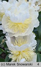 Paeonia lactiflora Top Brass