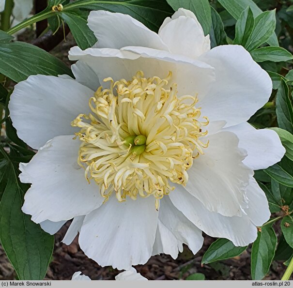 Paeonia lactiflora Stellar Charm