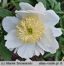 Paeonia lactiflora Stellar Charm