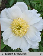 Paeonia lactiflora Stellar Charm