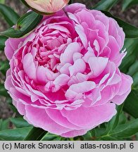 Paeonia lactiflora Ursynów