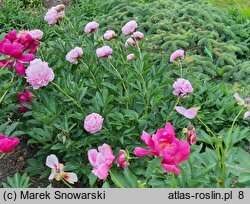 Paeonia lactiflora Ursynów