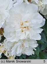 Paeonia lactiflora Vesilna