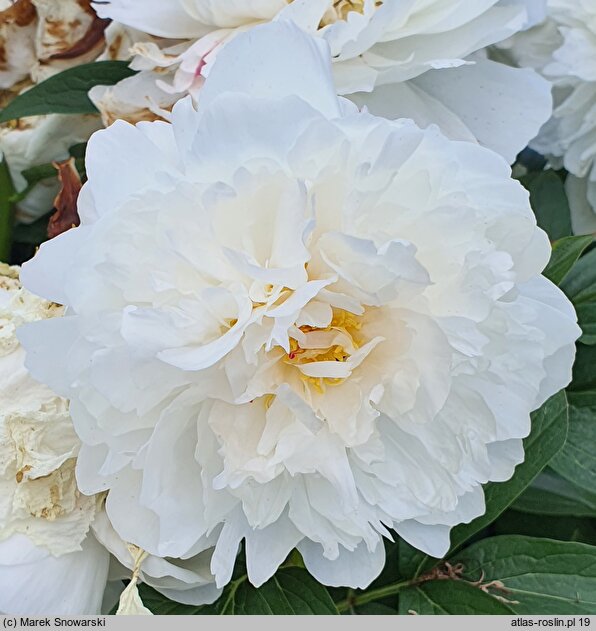 Paeonia lactiflora Vesilna