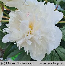 Paeonia lactiflora Vesilna