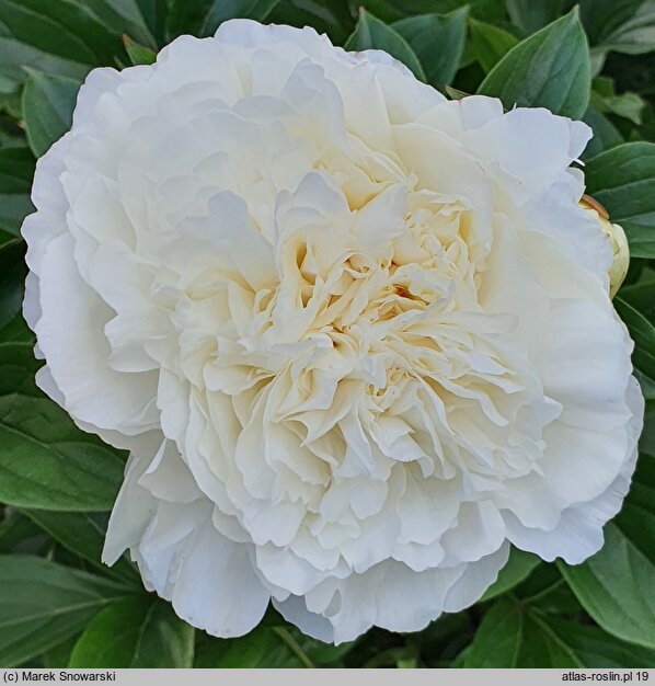 Paeonia lactiflora A. E. Kundred