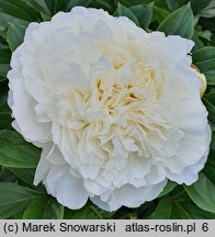 Paeonia lactiflora A. E. Kundred