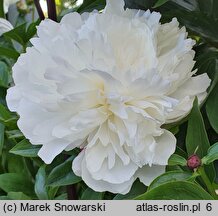 Paeonia lactiflora A. E. Kundred