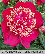 Paeonia lactiflora Akron