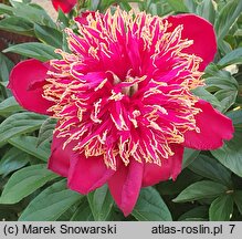 Paeonia lactiflora Akron