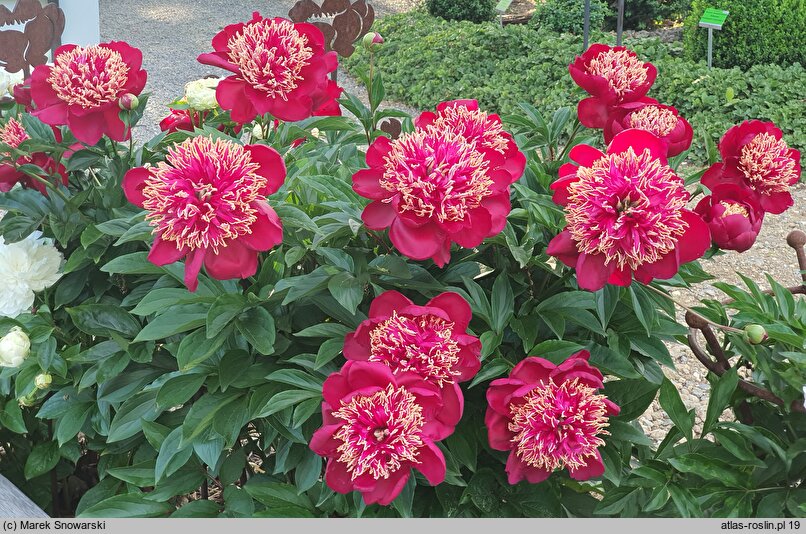 Paeonia lactiflora Akron