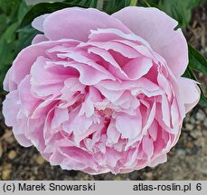 Paeonia lactiflora Albert Crousse
