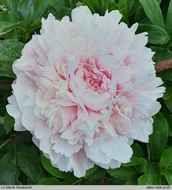 Paeonia lactiflora Albert Crousse