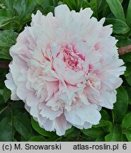 Paeonia lactiflora Albert Crousse