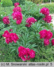 Paeonia lactiflora Alice