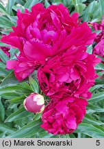 Paeonia lactiflora Alice