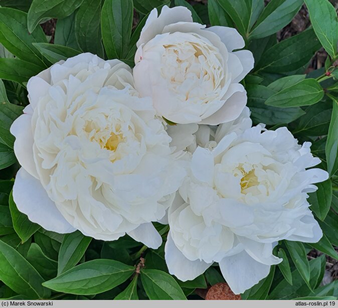 Paeonia lactiflora Amalia Olson