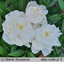 Paeonia lactiflora Amalia Olson