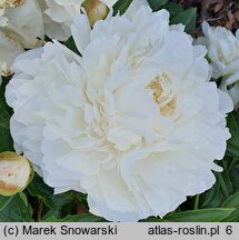 Paeonia lactiflora Amalia Olson