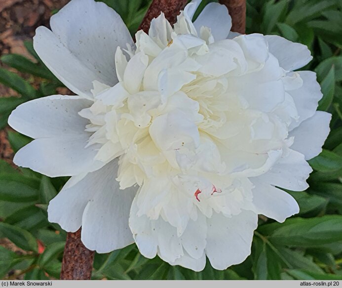 Paeonia lactiflora Antarctida