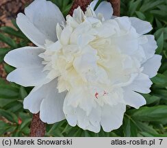 Paeonia lactiflora Antarctida