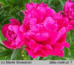 Paeonia lactiflora Armandine Mechin