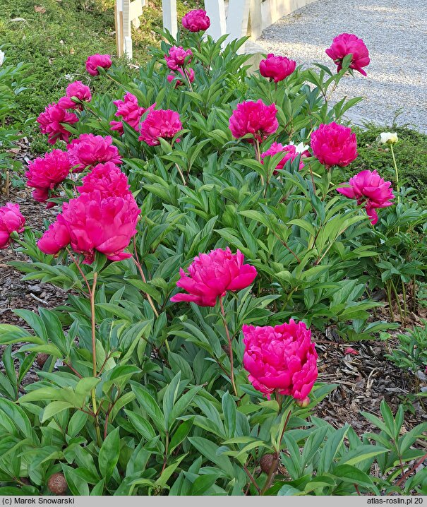 Paeonia lactiflora Armandine Mechin