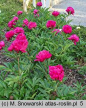 Paeonia lactiflora Armandine Mechin