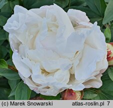 Paeonia lactiflora Avalanche