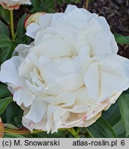 Paeonia lactiflora Avalanche