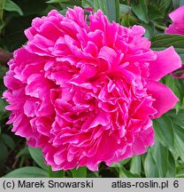 Paeonia lactiflora Baron James de Rothschild