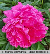 Paeonia lactiflora Baron James de Rothschild