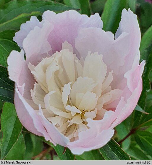 Paeonia lactiflora Bridal Veil