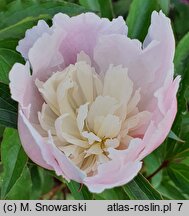 Paeonia lactiflora Bridal Veil