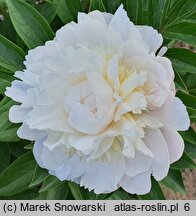 Paeonia lactiflora Baroness Schroder