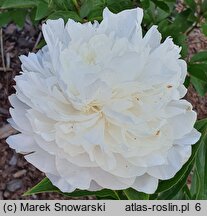 Paeonia lactiflora Baroness Schroder