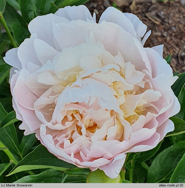 Paeonia lactiflora Baroness Schroder