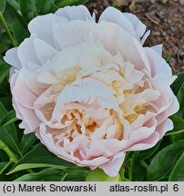 Paeonia lactiflora Baroness Schroder