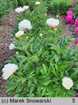 Paeonia lactiflora Baroness Schroder