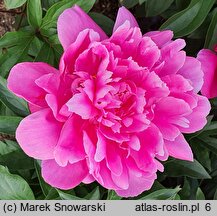 Paeonia lactiflora Better Times