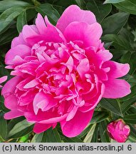 Paeonia lactiflora Better Times